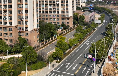 10條精品街道綠化工程全面上新，城市面貌煥然一新