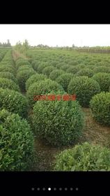 綠化工程 建設和諧宜居城市的重要途徑