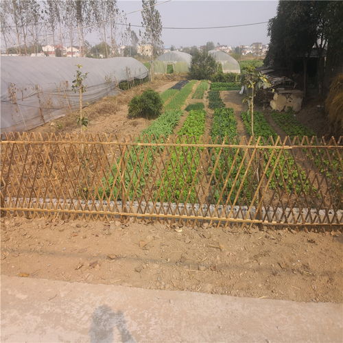 匠心營造 黃浦綠化工程中的道路柵欄藝術——木籬笆、竹籬笆與竹子護欄的美學與功能融合